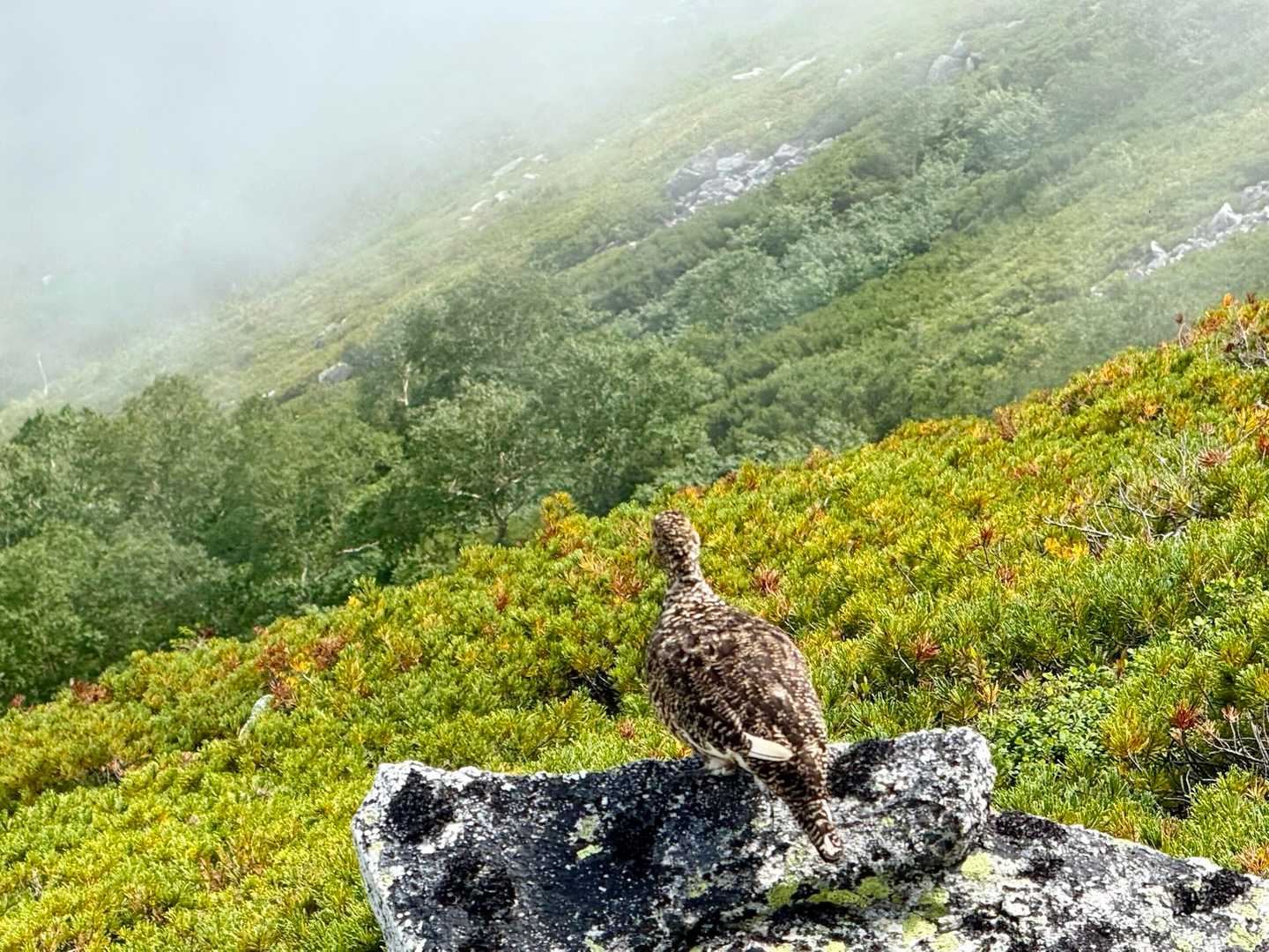 常念岳（三股） | 安曇野からのピラミダルな山容、パノラマ銀座を代表する百名山の写真