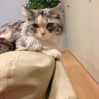 たぬき