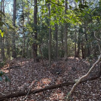 標識あるけど見つけられませんでした（石舟山）