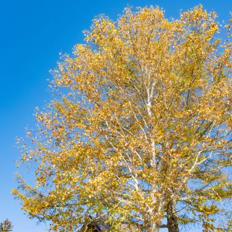 紅葉が青空に映える