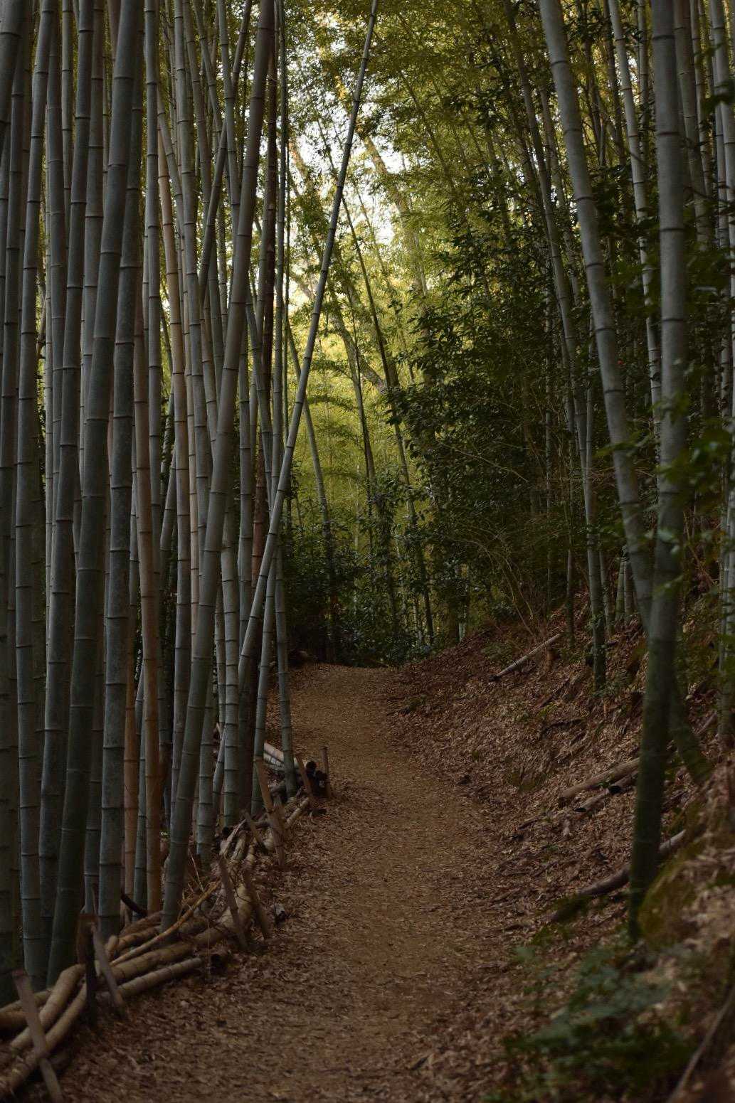 そして山道へ。