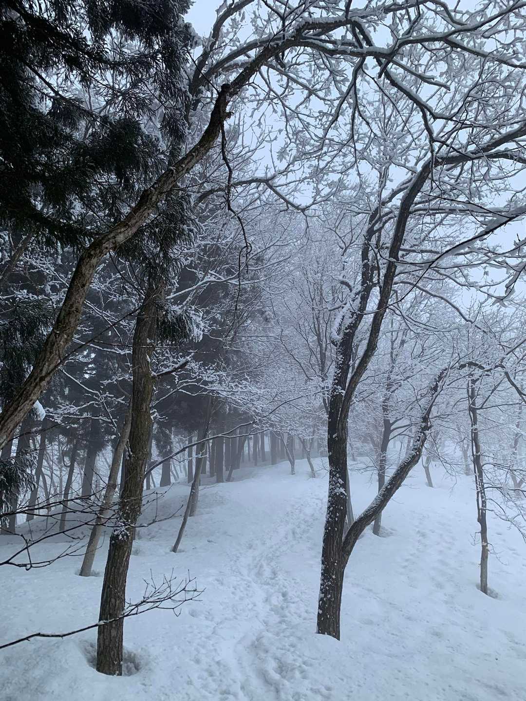雪が舞ってる中スタート。トレースには雪が積もってるので今日は私が1番のようです。きれいです😊