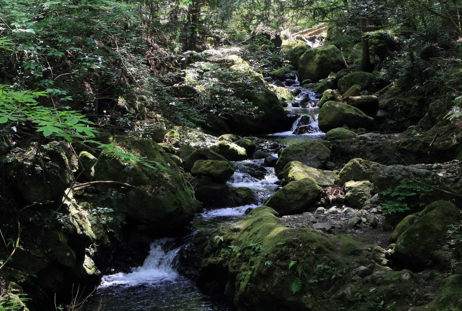 【フラット登山】ススキの草原から大阪湾を望む・ダイヤモンドトレールの写真