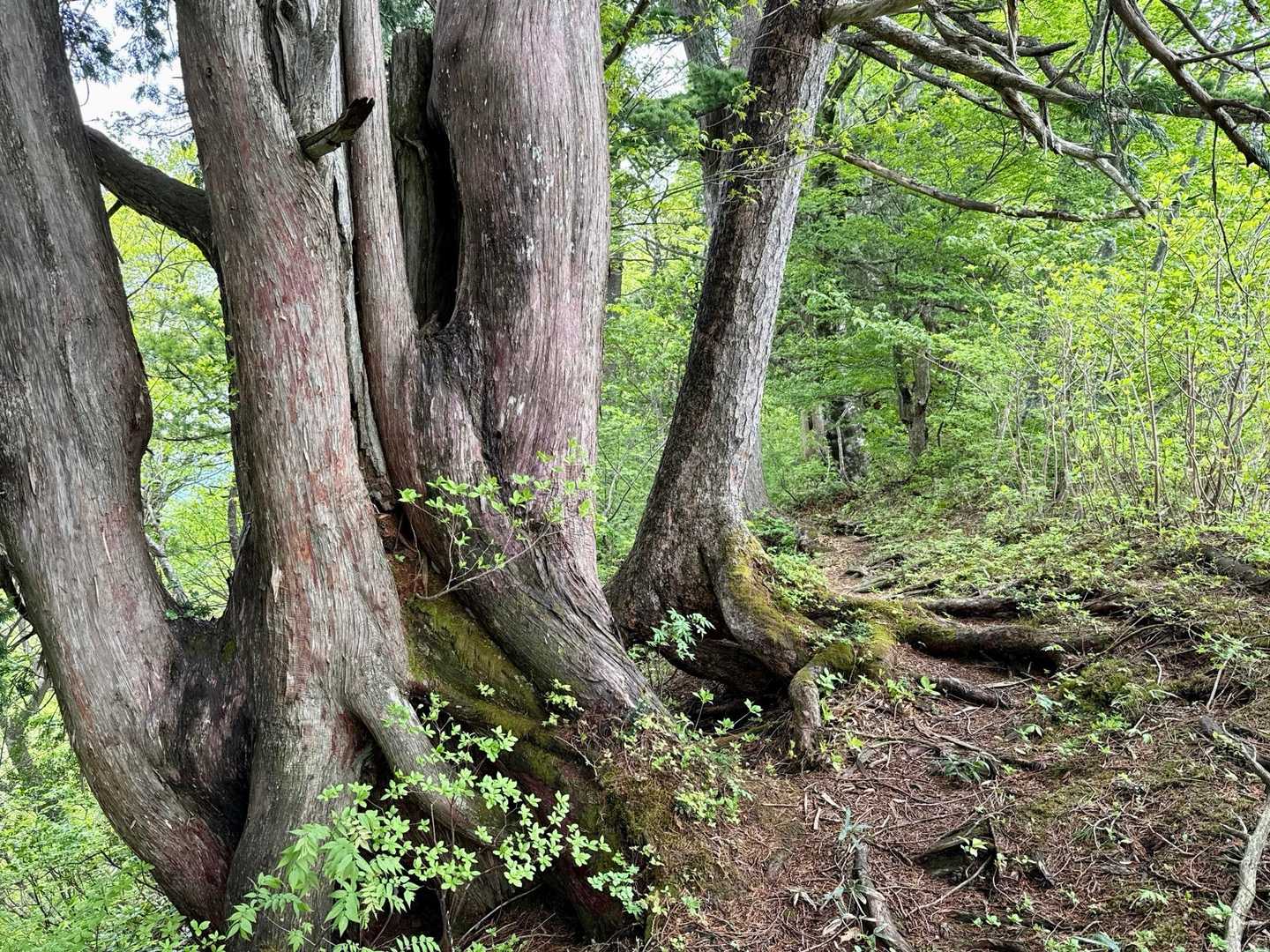 博士山 周回コースの写真