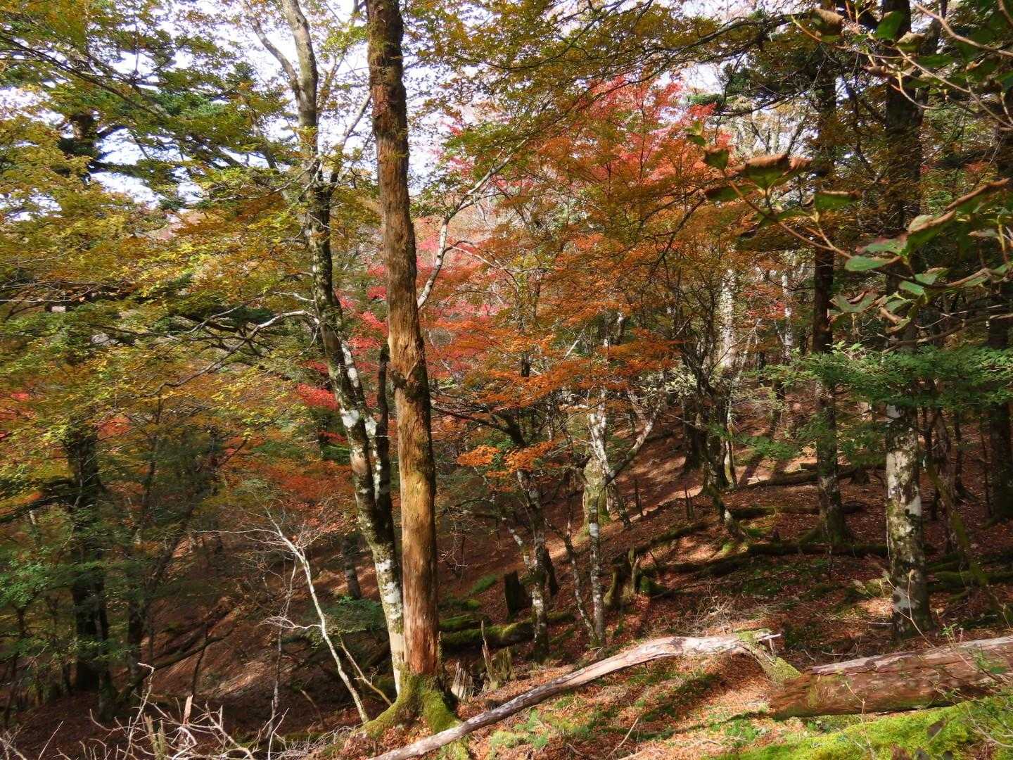 京柱峠-小檜曽山 往復コースの写真