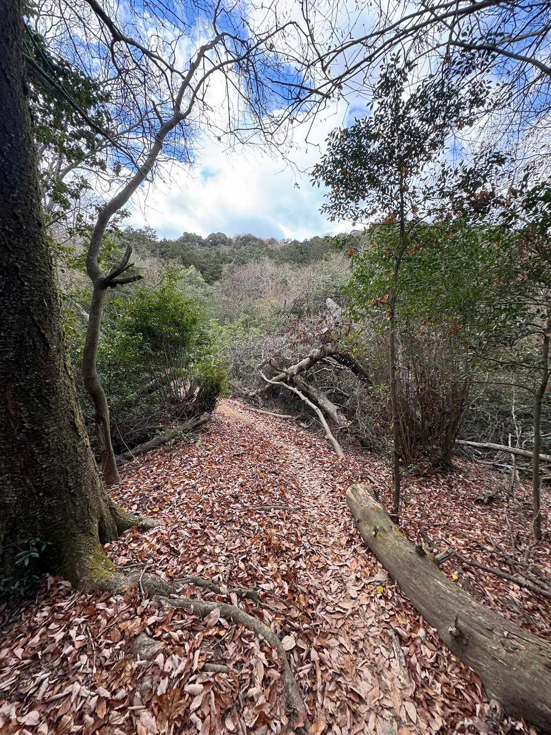 逢坂山 往復コースの写真