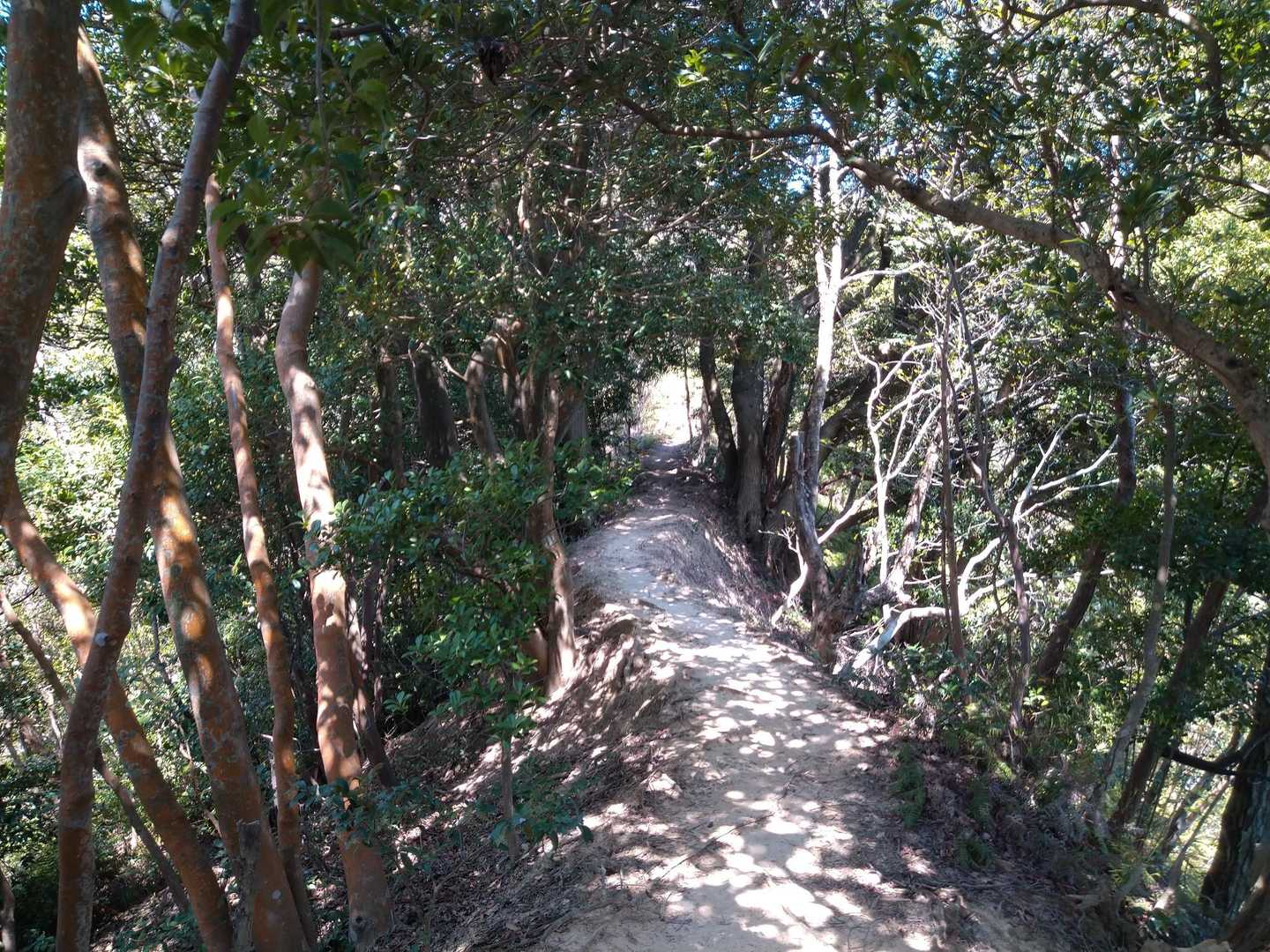 真山-鳥ノ子山-清谷峰 周回コースの写真
