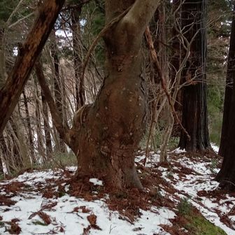 尾根の大樹は孕んでる?