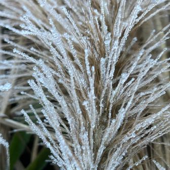 霜が下りてます
