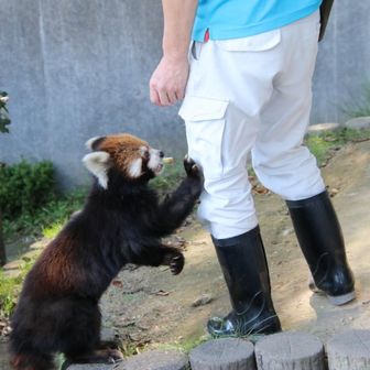 まつばちゃん