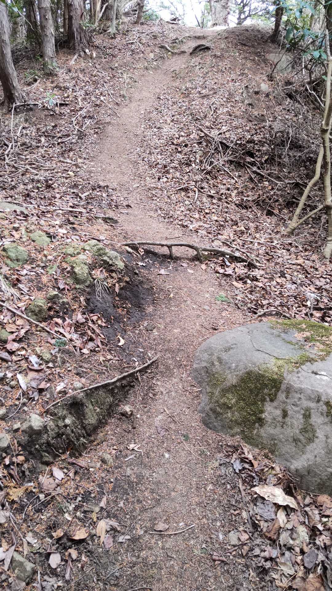 足引っ掛けの根っこ、行きは
気がついて、避けるが
