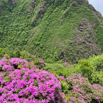 東峰の壁もピンクが広がる