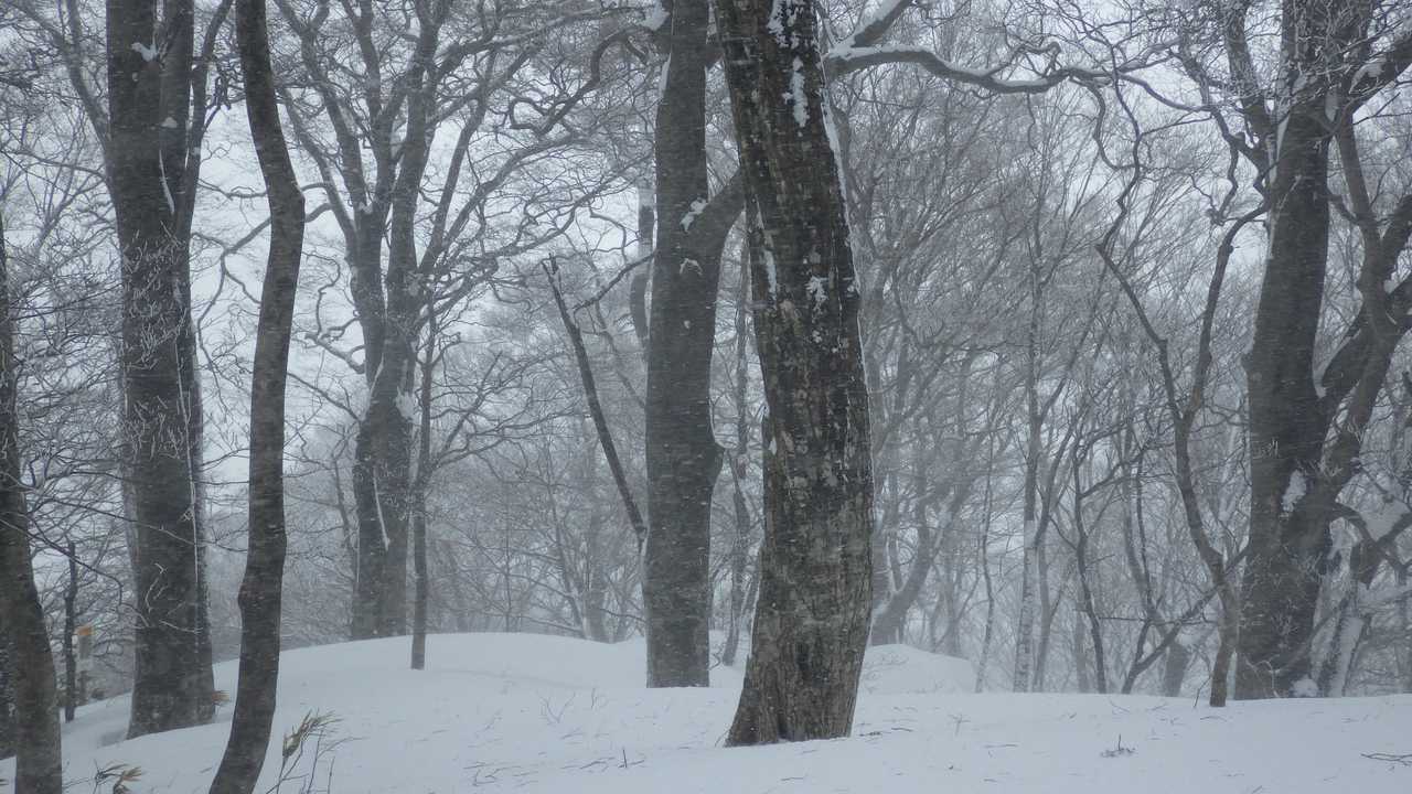 山頂はブナの巨木の森‼️