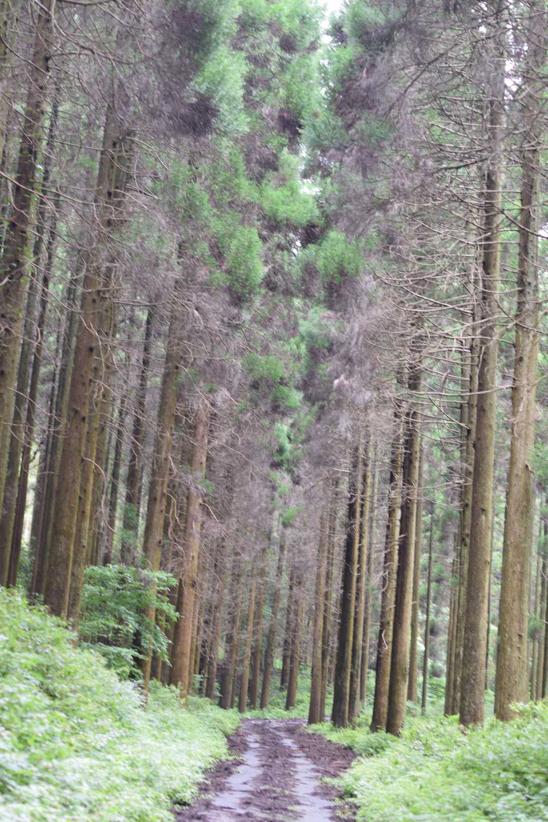 最後は杉林の中の林道を下りてきました🤗