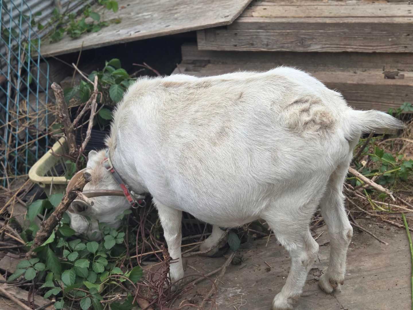 何やら全集中でお探しもの…
メイちゃんって声かけたらびっくりしてこちらをチラリ😆
土の中に埋まってる蔓の様なものを食べてましたよ🤭