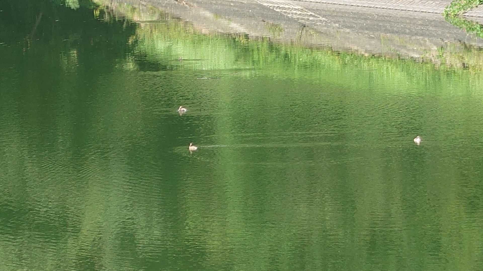 久しぶりの大池。今日はチビ鴨が4羽居ました〜遠目💦