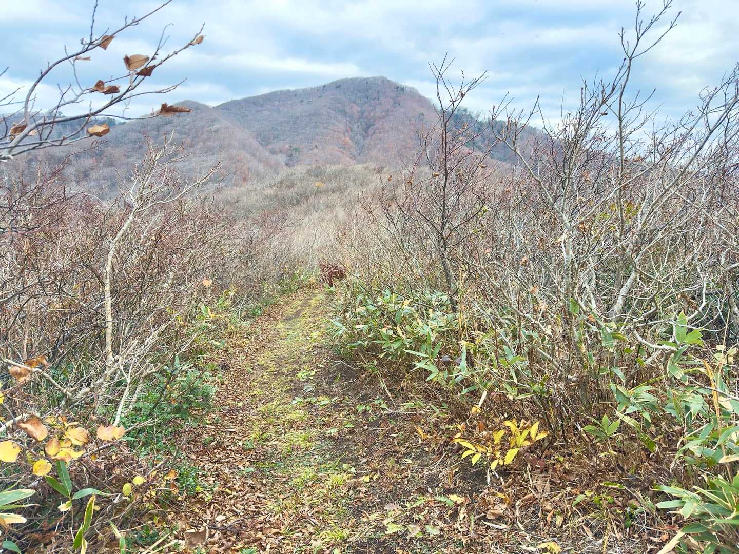 急登だけどよく整備された登山道