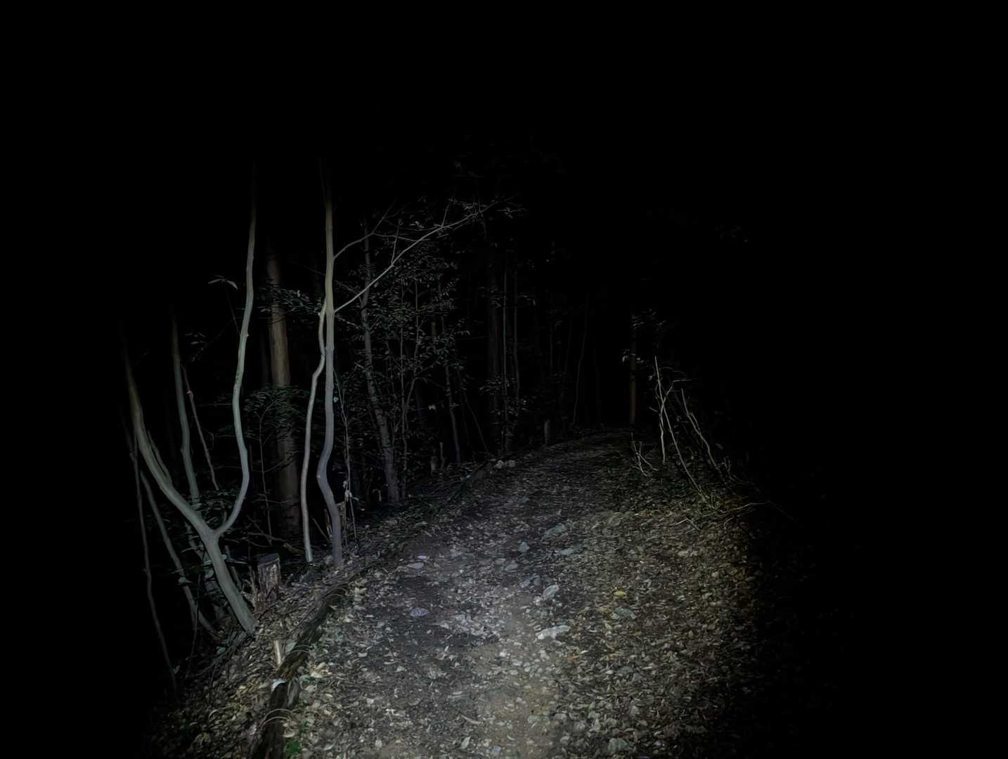 七曲峠からの下り、このあたりでうり坊軍団に遭遇