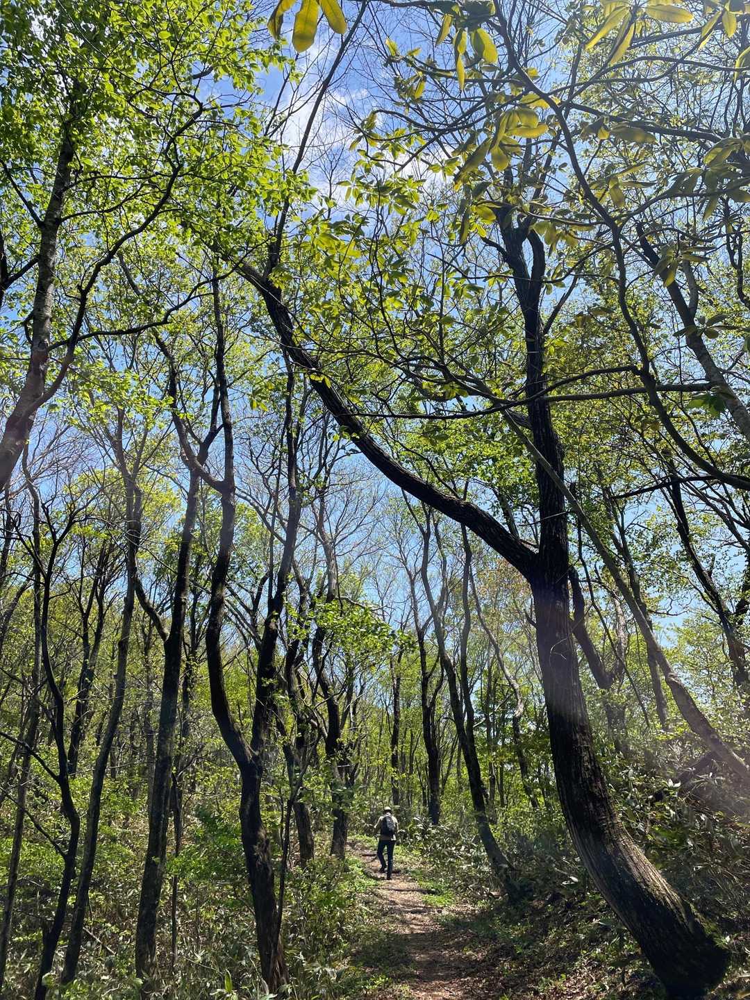 緑が綺麗。