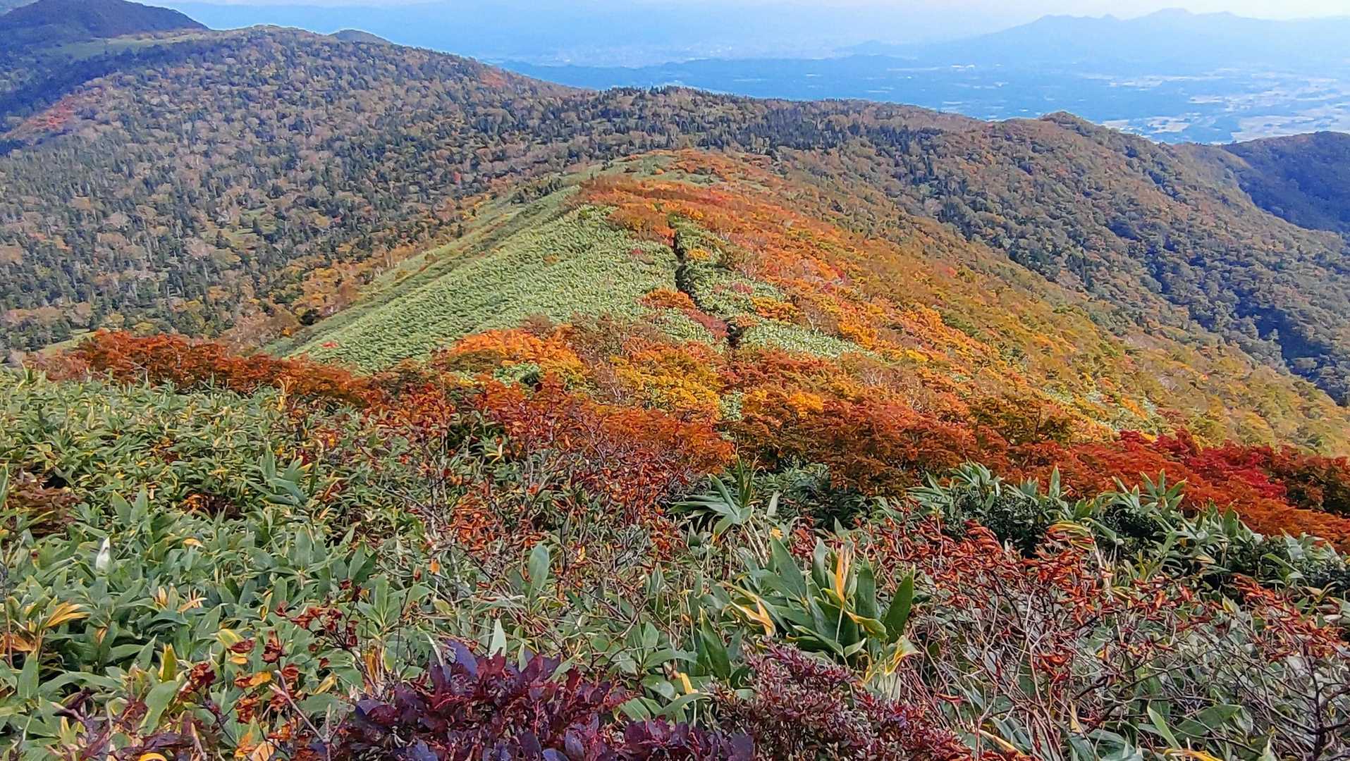 紅葉ど真ん中を歩けます👣