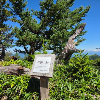 もう一度ピーク行くか、そのまま降りるか？さてどうする？
一緒に上に行きましょう