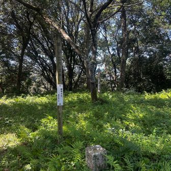 あっという間に筆山登頂
草茂ってたからすぐに移動🔜