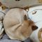 飼い主のセカンドライフ