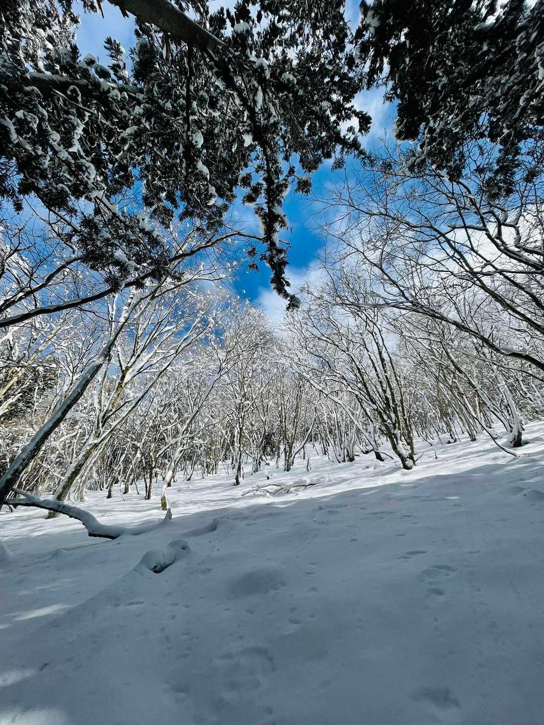 平バス停-アラキ峠-権現山 往復コースの写真