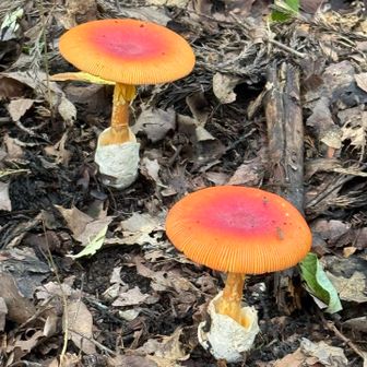 噂のタマゴタケ🥚

生まれたてつるんつるんの時にも
お会いしてみたい🍄