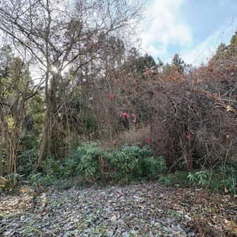 縦走コースは🩷こちら💁‍♀️