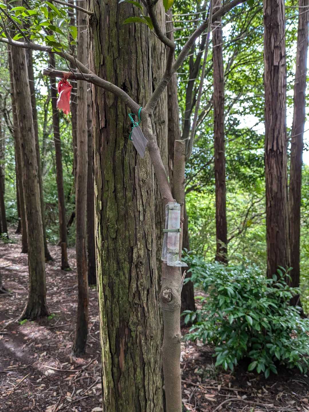 雌獄山頂