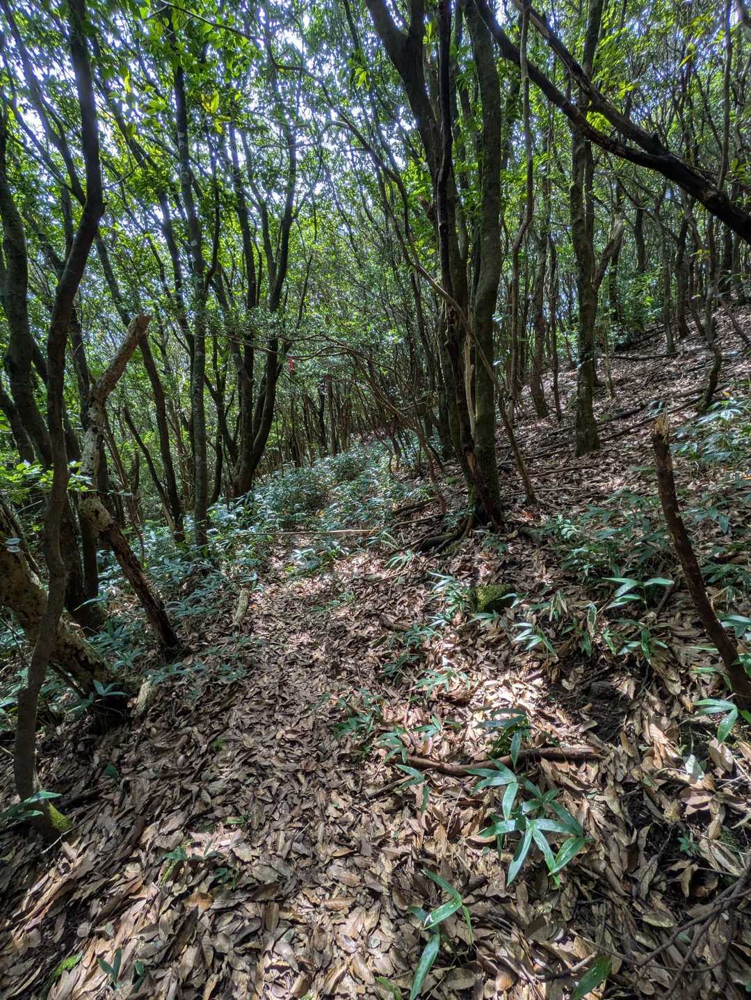 矢筈峠から田中登山口方面の道が
全然分からなかったです💦YAMAPの地図上には道があるが私にはみつけれなくて異次元転生したのかとあせりました。