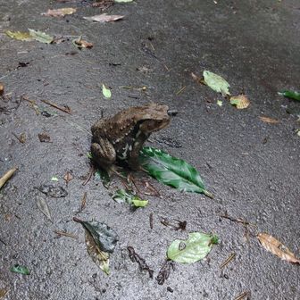 🐸