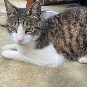 こしこし🐈🐈