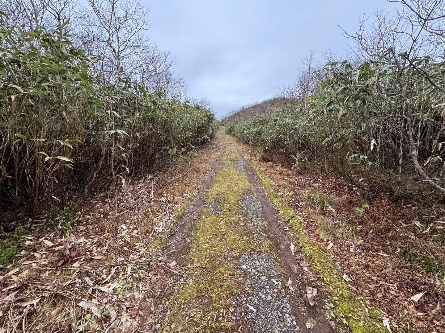 ずっとこんな道🛣️
笹刈りありがとうございます🎋