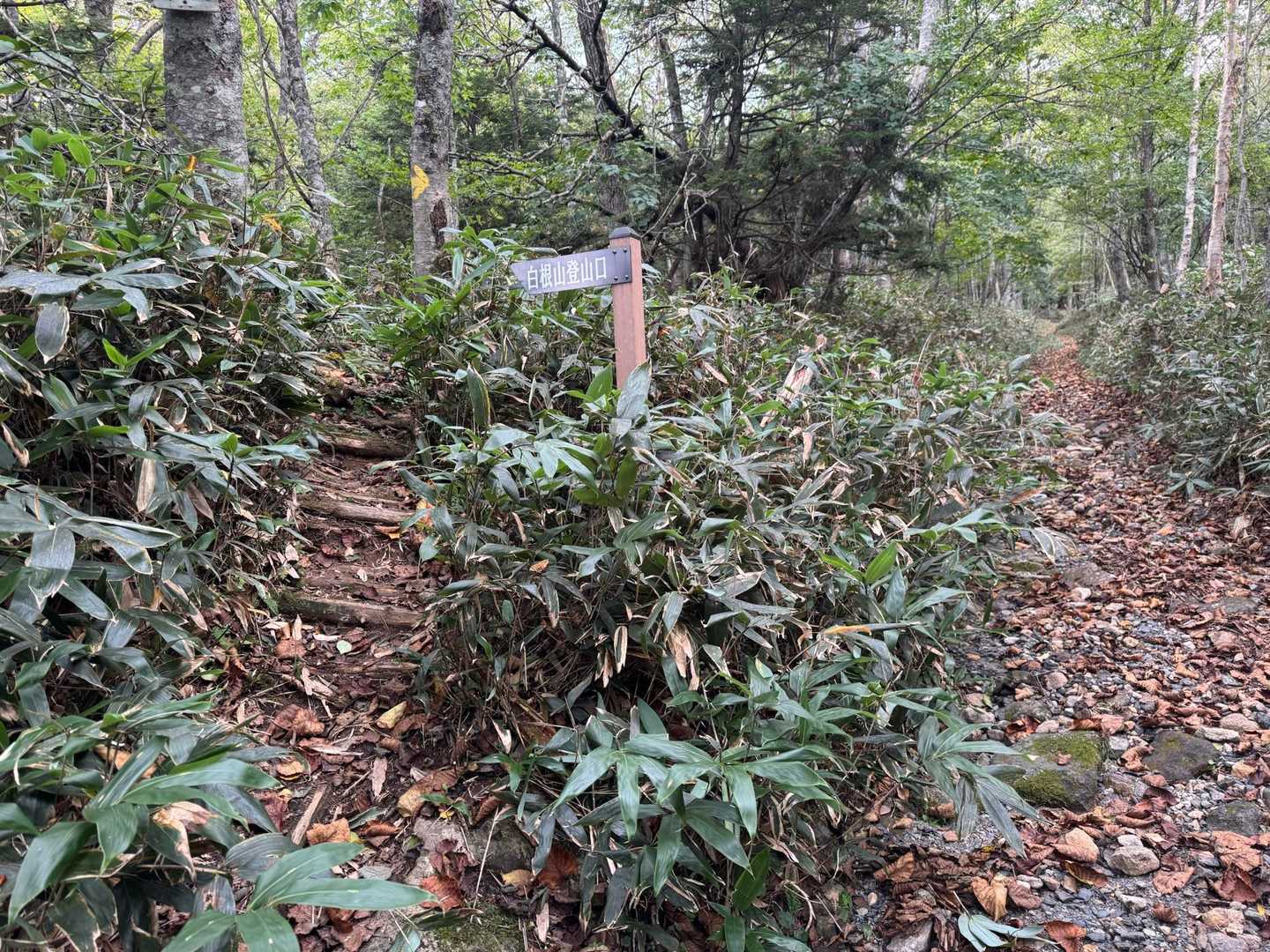 ようやく登山口に到着


二度と通りたくない登山道No.1ですね😣