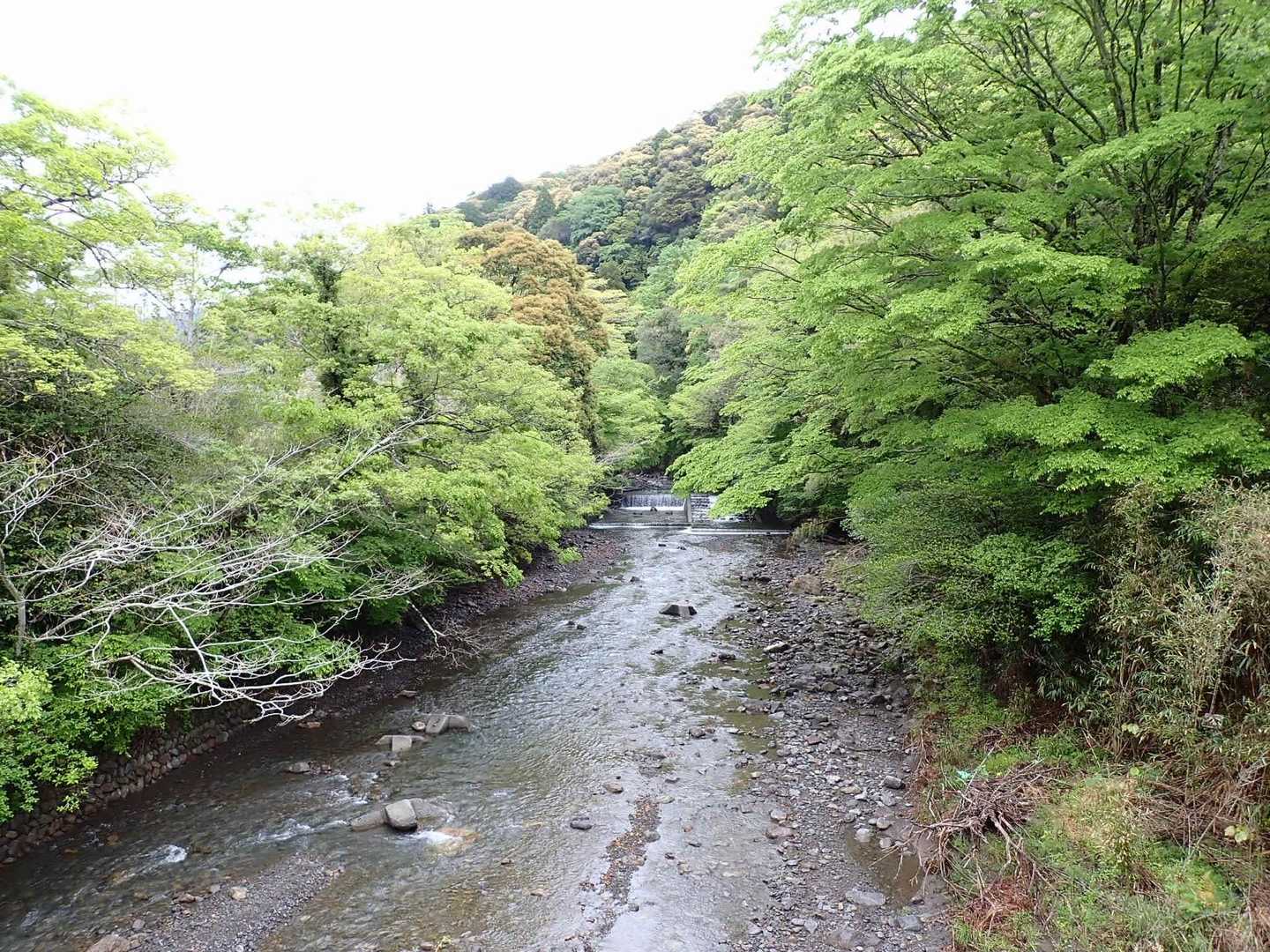 新緑の季節ですね🌳✨