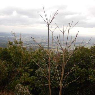 岩の上からの眺め