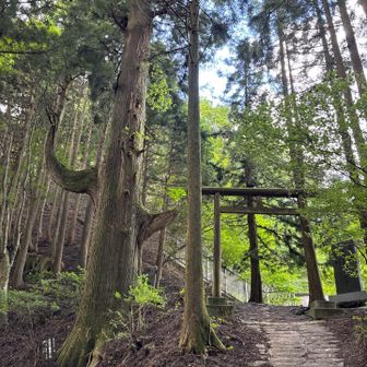 帰り途中、奥の院の登り口、 天狗の腰掛け杉
