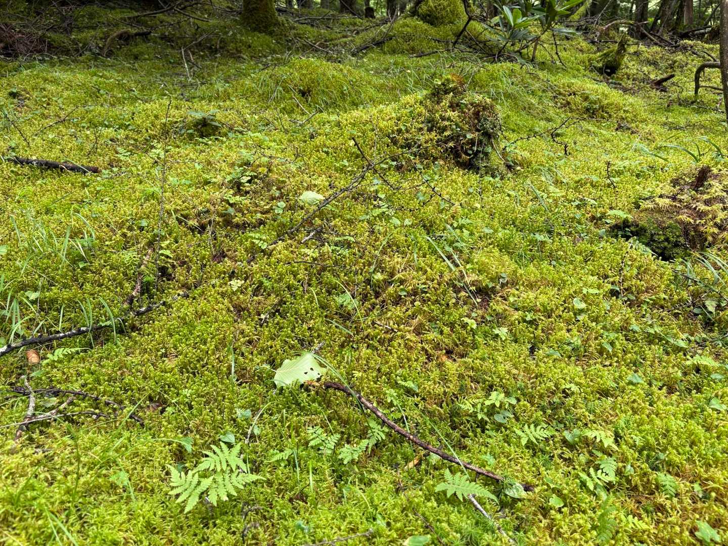 苔が綺麗✨