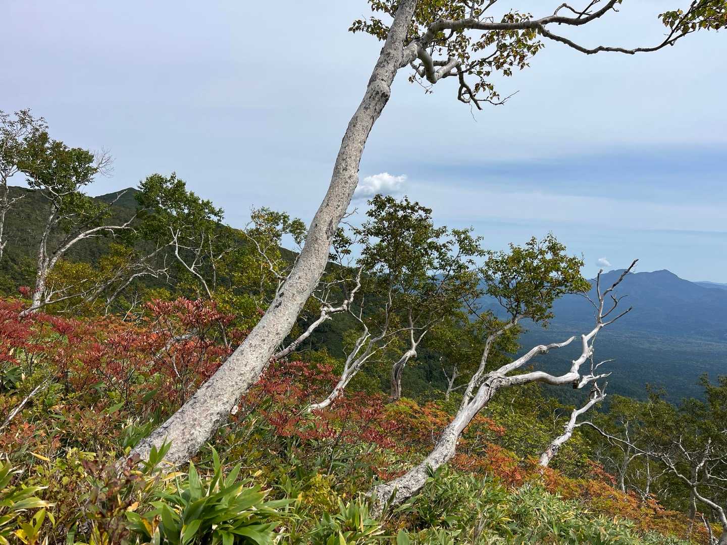 ユニ石狩岳登山口-十石峠-ユニ石狩岳 往復コースの写真