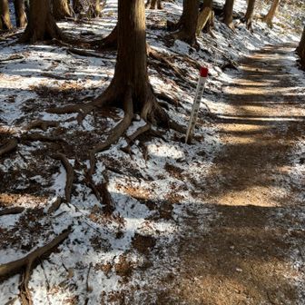 こういう歩きやすい道も多かった