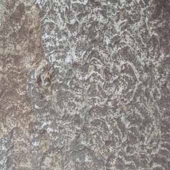 何の木の肌でしょうか。
答：ケヤキ