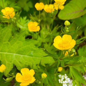小屋の周りは花畑♪