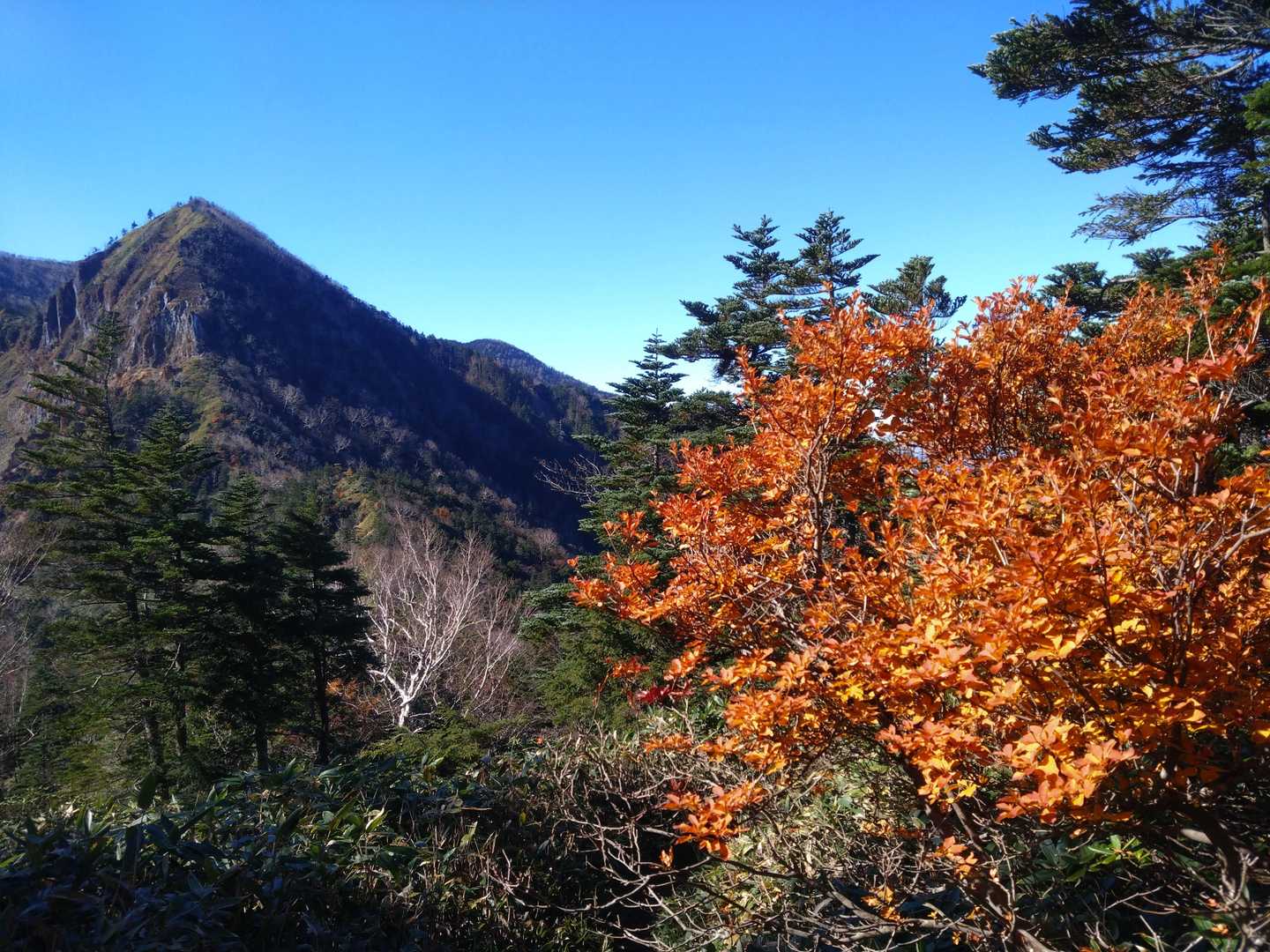 金精山と紅葉
