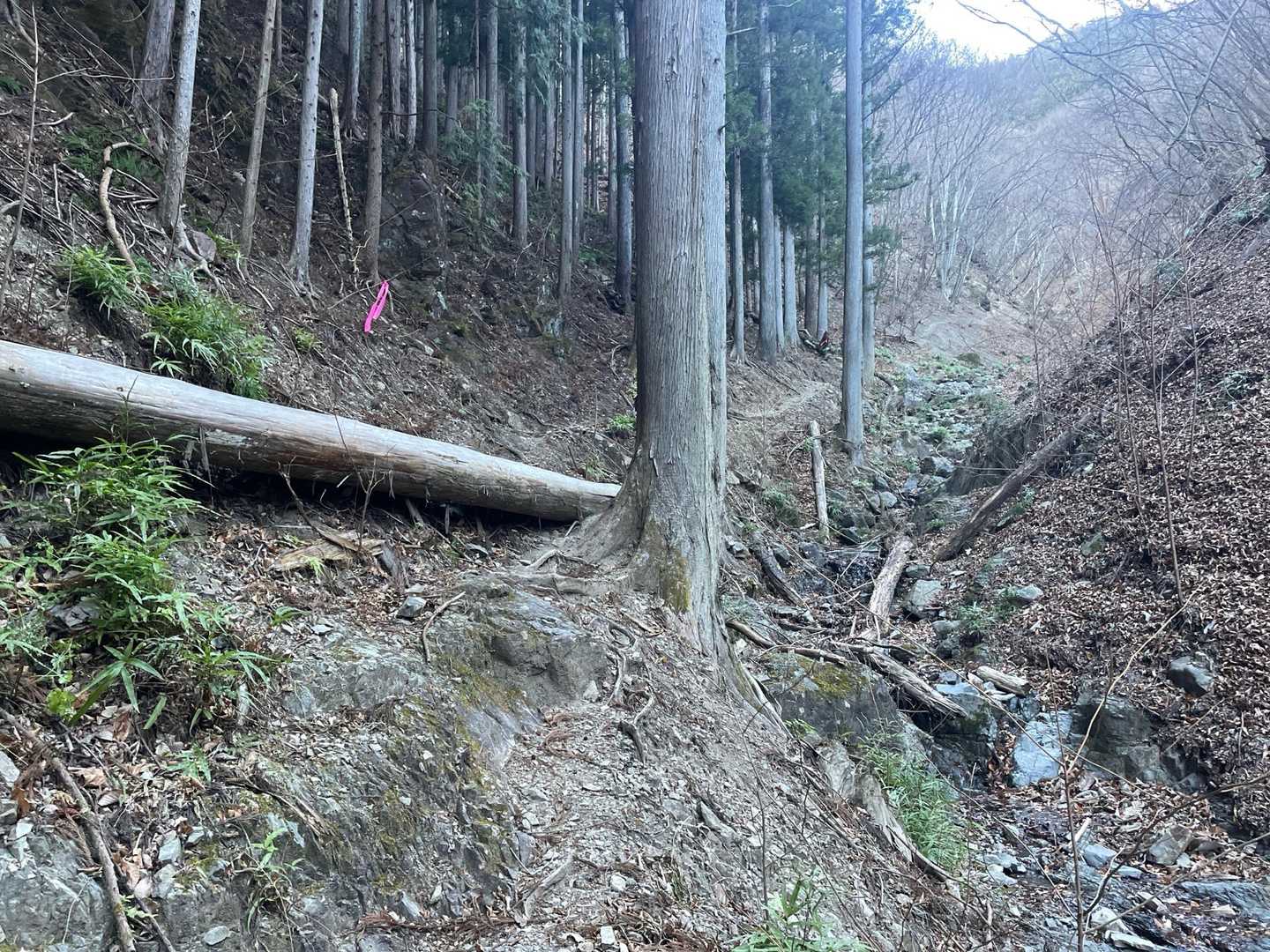 登山道はこんな感じ。沢伝いに道が続いていました。