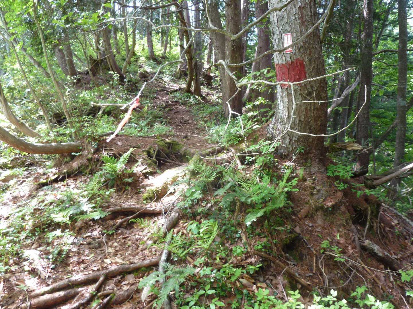 登山道はしっかりとしている