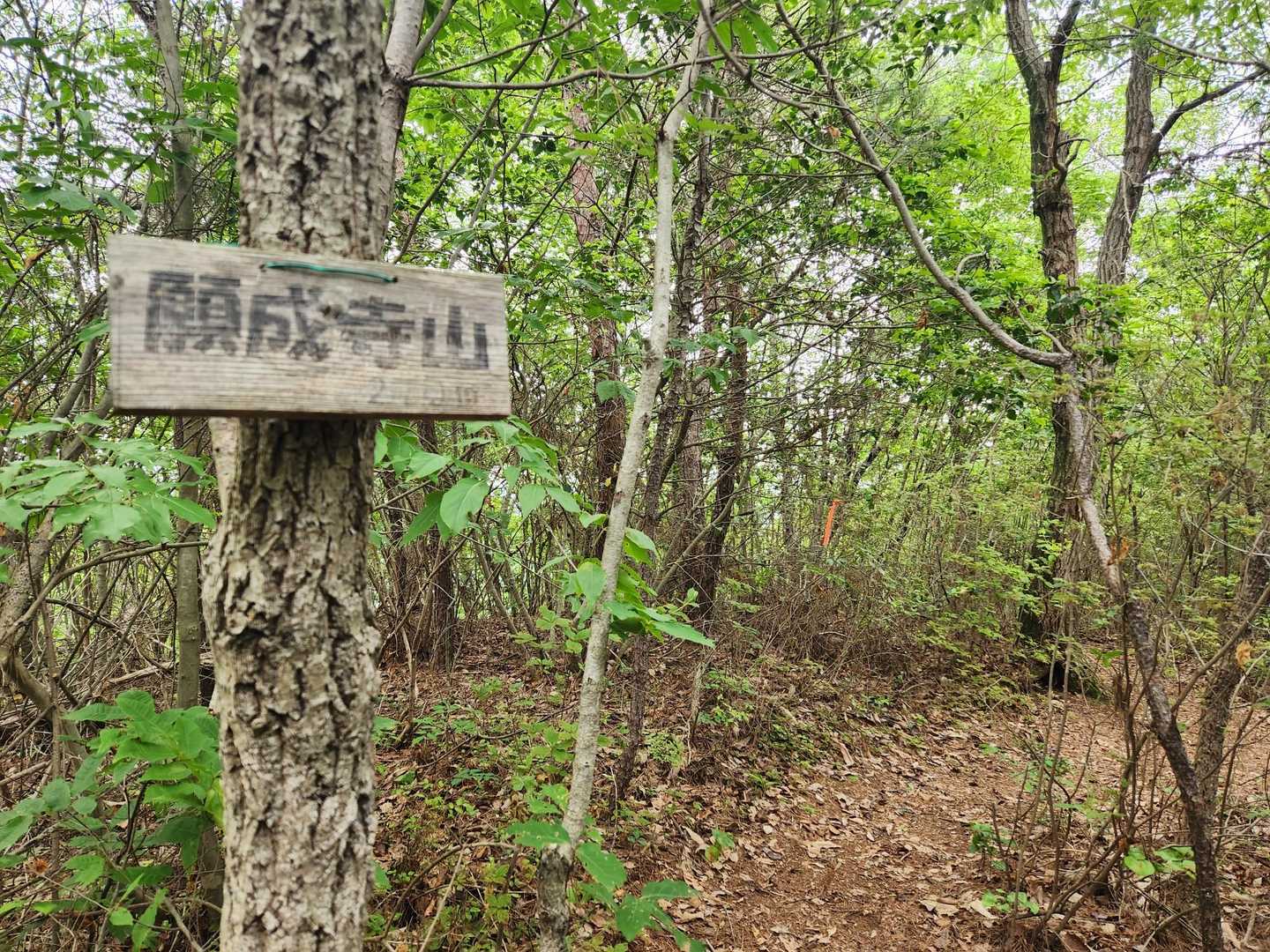 ここまで登ってくる途中でフィールドメモにも記されている複数の倒木があって、道をふさいでいたので😟
なんとか横を通ろうとしたら、ムカデがたくさん地中から出てきていて怖かった～😣💦

改めて整備されている道に感謝です😌