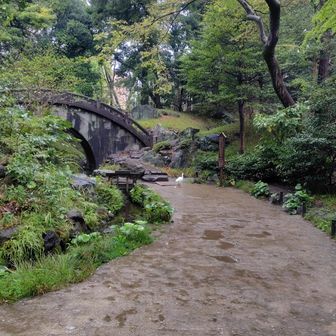 大きい鳥がいて、絵になる〜と思って写真を撮ったらうんちの瞬間を捉えました💩