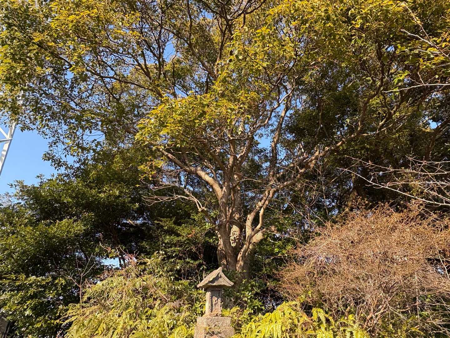 大きな木の下に小さな祠

童話に出て来そうな構図です。
